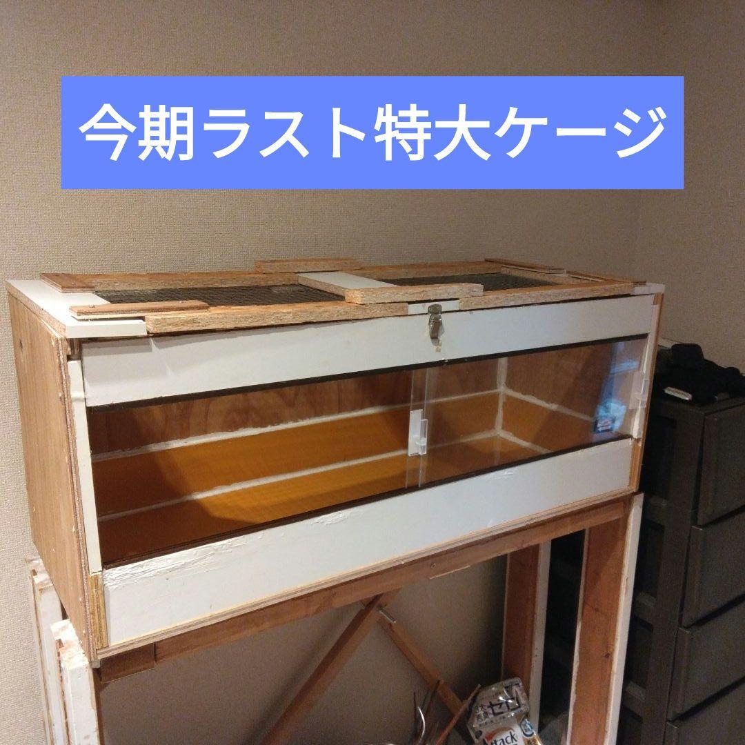 今期ラスト！自作爬虫類ケージ飼育セット