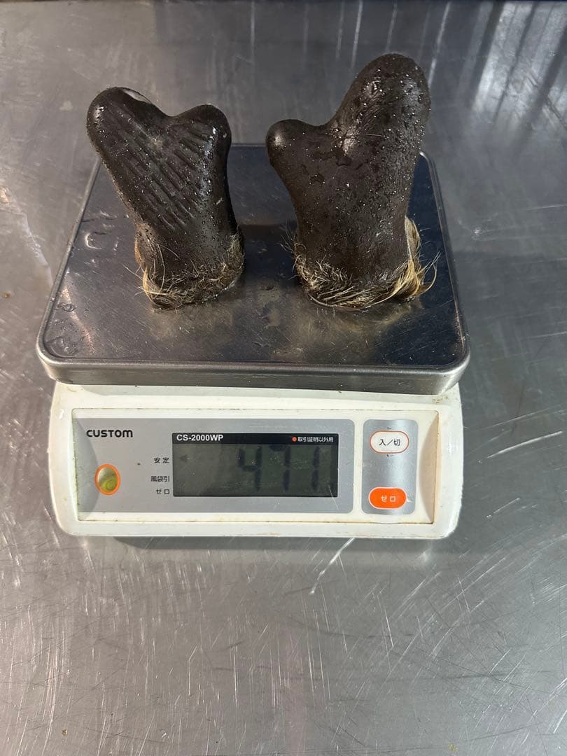 蝦夷鹿　鹿茸　袋角　471g
