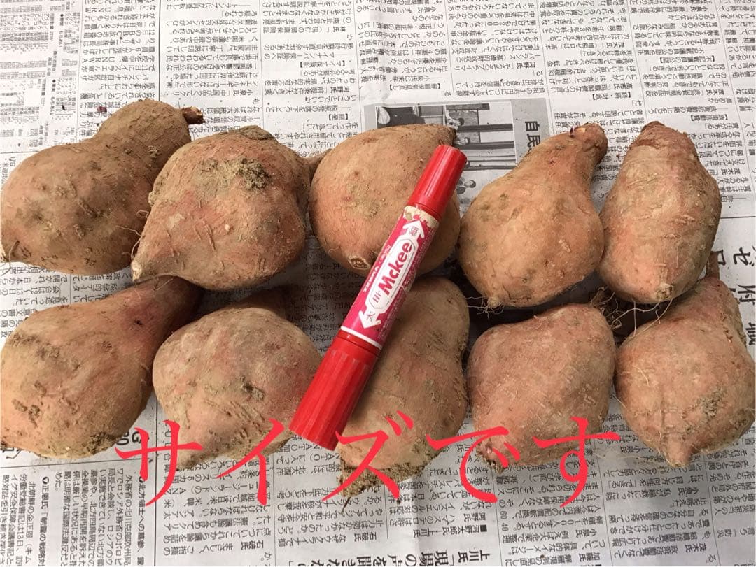 種子島産安納芋　MLサイズ20kgさつまいも 安納芋　紅　#01