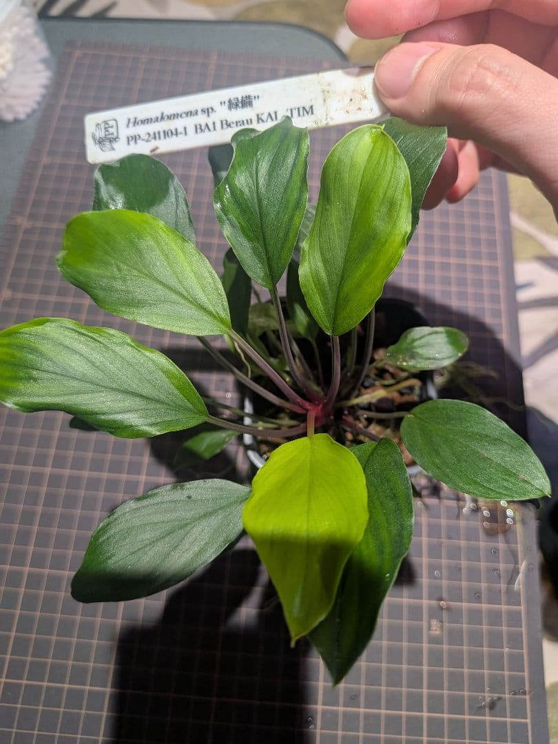 Homalomena sp.\"緑備\" PP-241104-1 親株 正規タグ付き