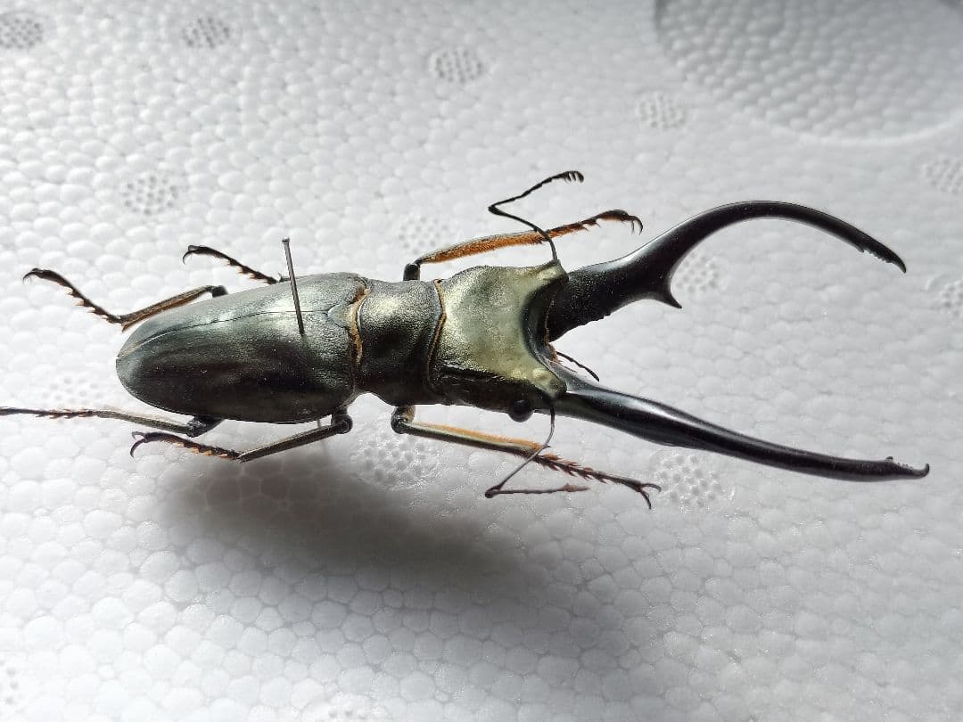 特大モンギローニホソアカクワガタ標本（超貴重）