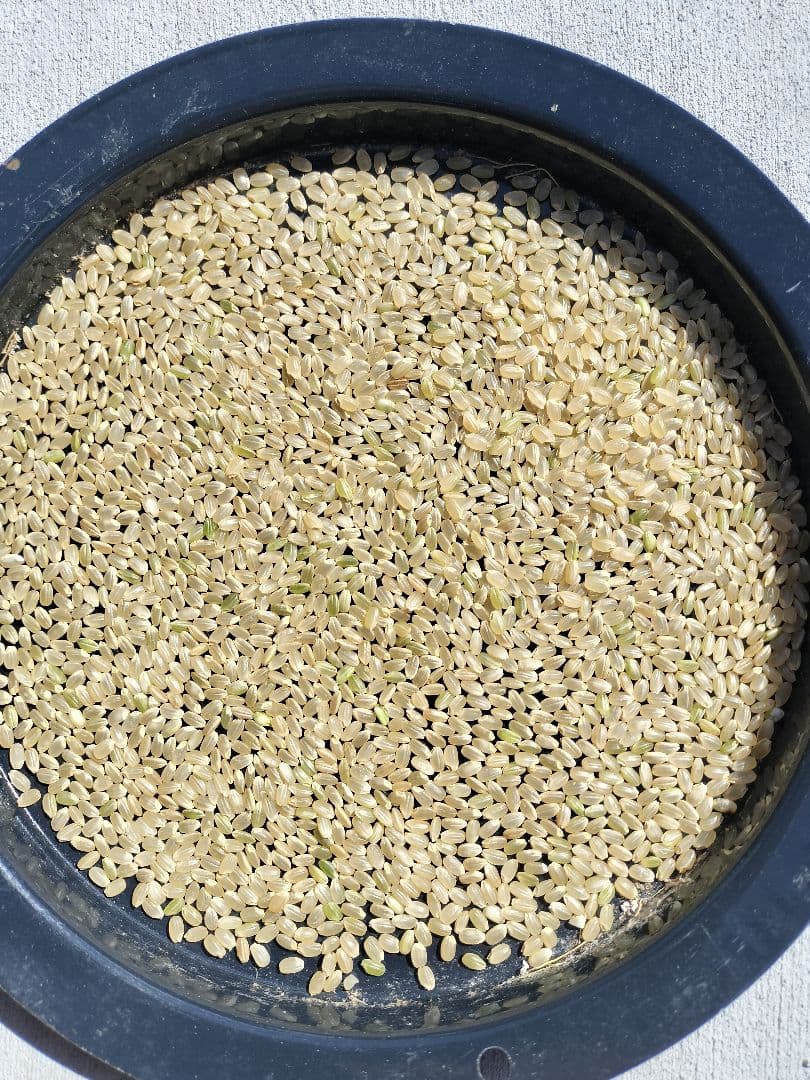 令和7年産会津コシヒカリ 新米　30kg玄米　精米可　冷蔵保存