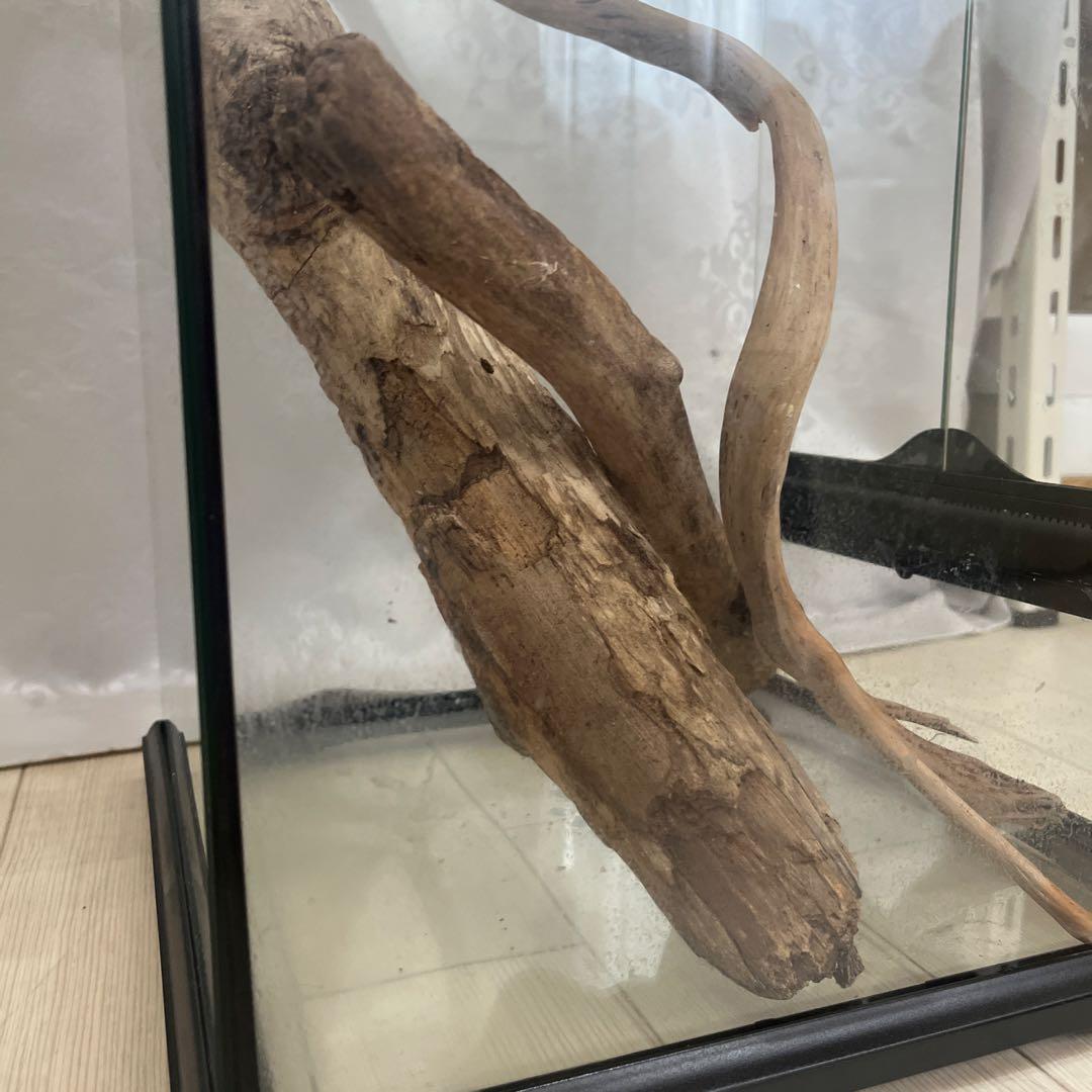 エキゾテラ　グラステラリウム　3045 流木付き