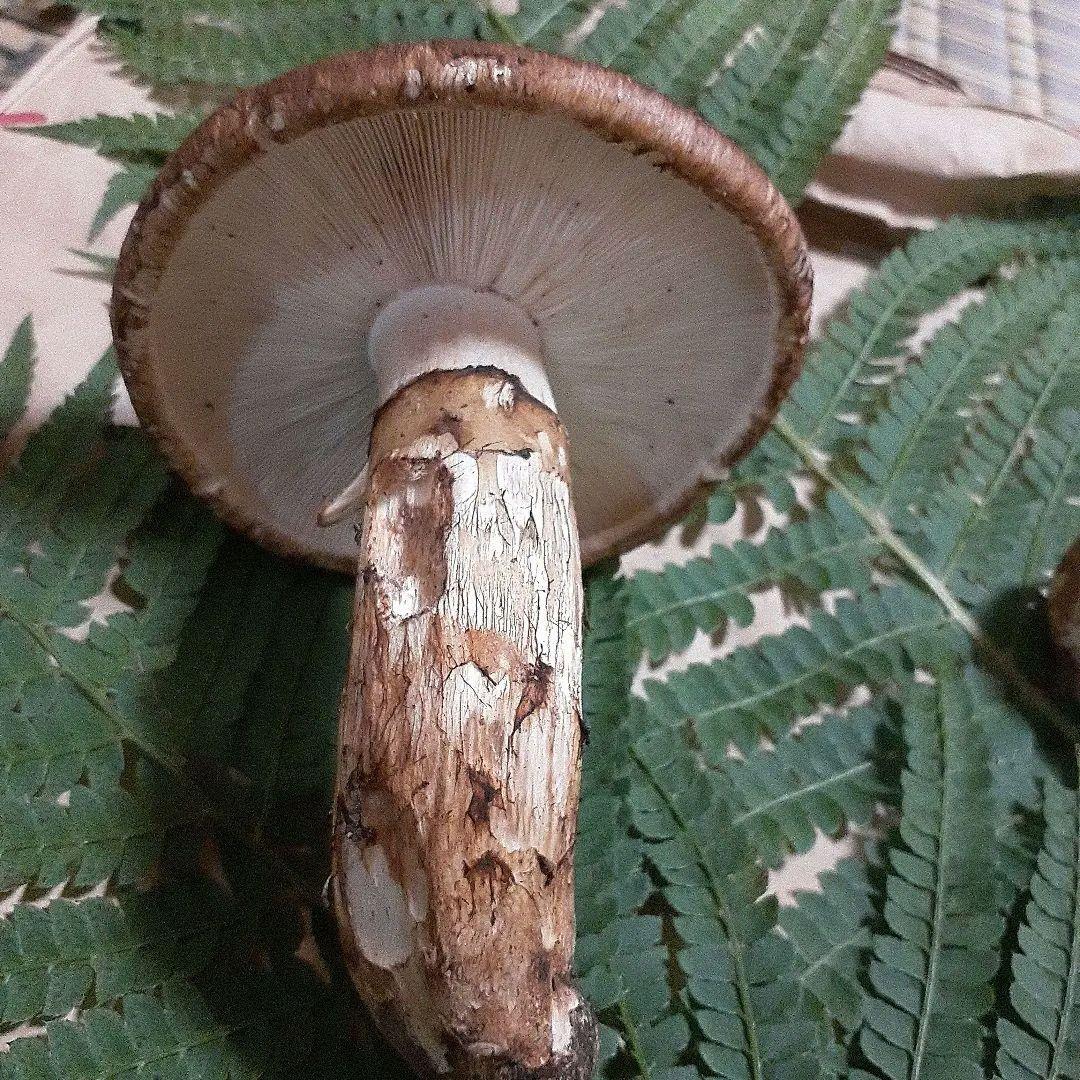 岩手県産松茸　本日採れ　送料込み