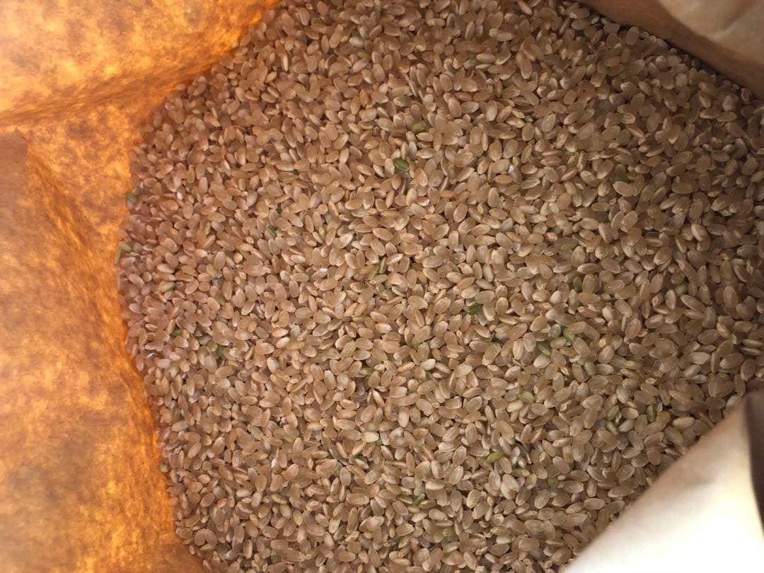 コシヒカリ玄米10kg 令和7年夏収穫分　三重県から発送　健康食　腸活