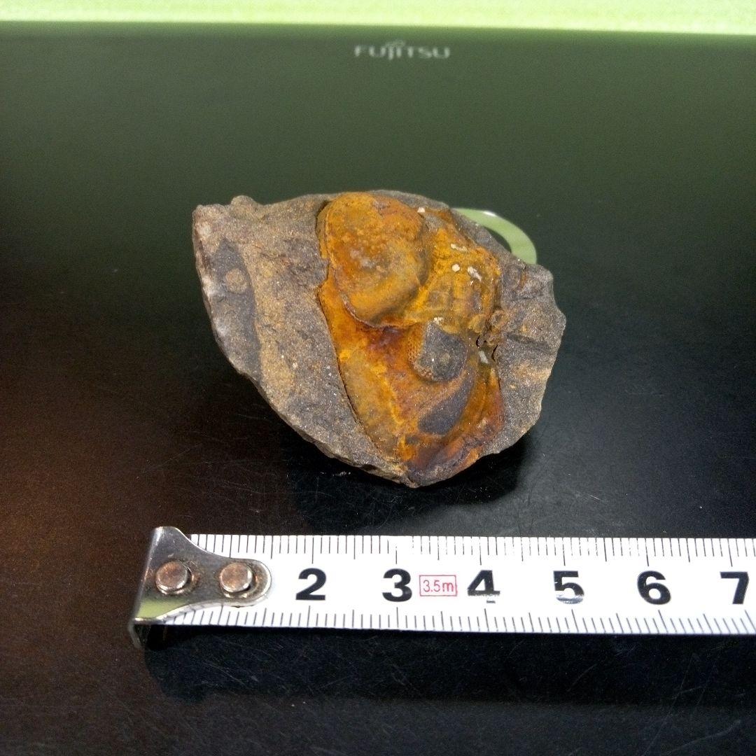 三葉虫　化石　fossil　ボリビア　trilobite　海生動物　三葉虫識別➁