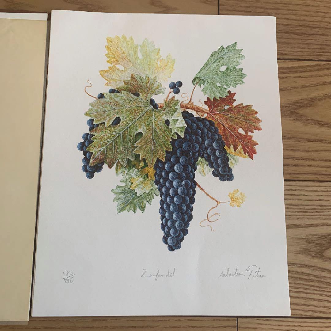セバスチャン タイタス Sebastian Titus 葡萄リトグラフ　希少品