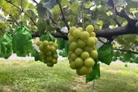 【岡山県産】 5kg 甘い高級シャインマスカット! 特大粒.大房 7房