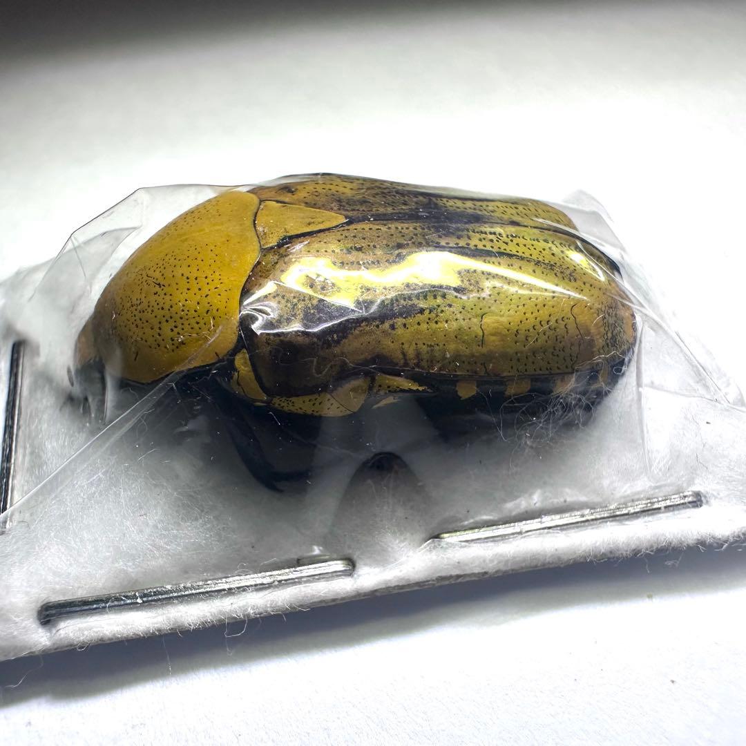 【標本】ヤマブキマラガシーハナムグリ