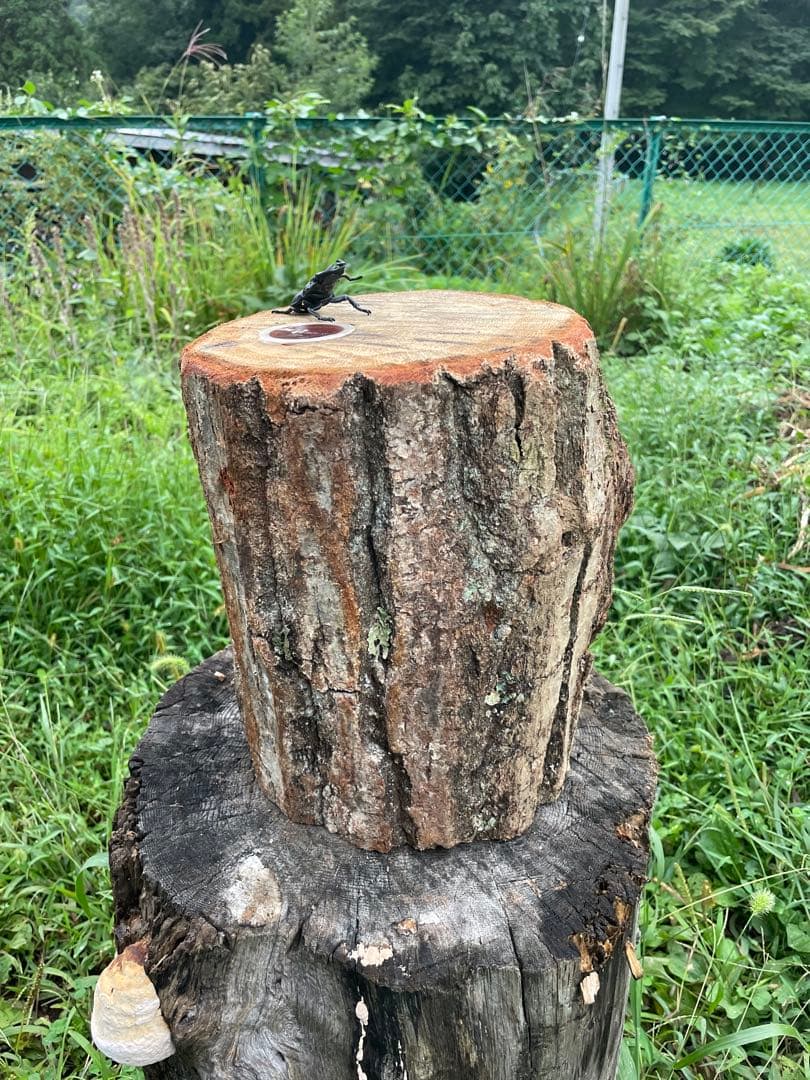 クワリウム　特大サイズ　シェルター　登り木　エサ台