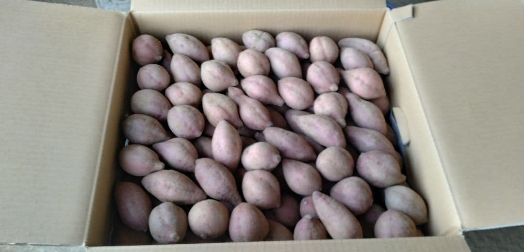 種子島安納いも 2Sサイズ 20㎏