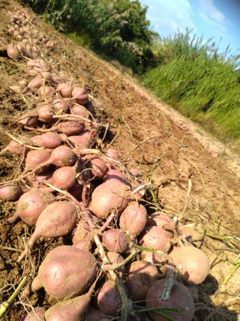 種子島安納いも 2Sサイズ 20㎏