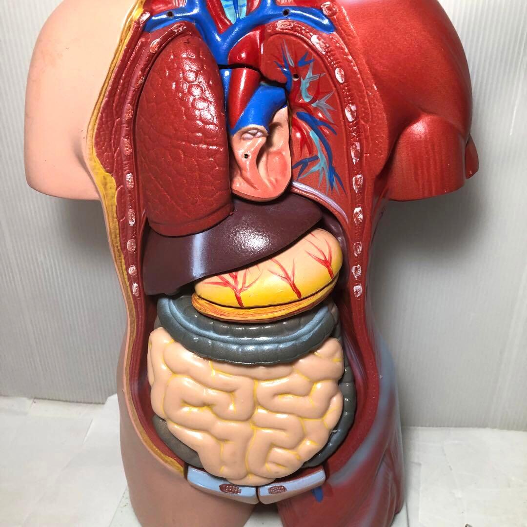 人体模型　解剖