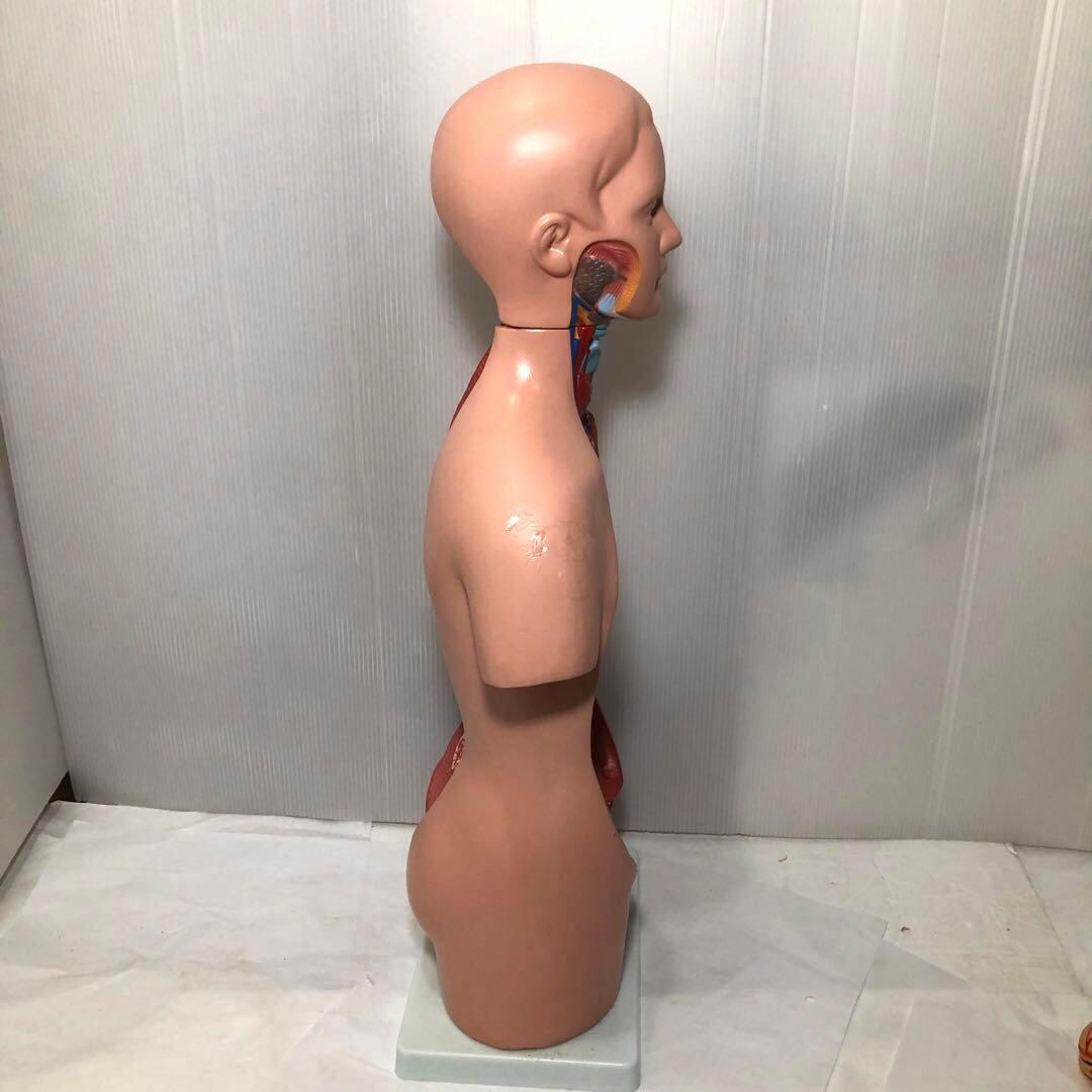 人体模型　解剖