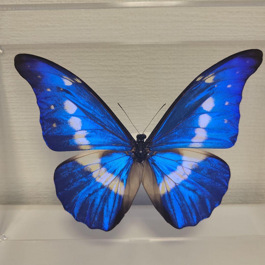 蝶の標本　ジャングルを舞う宝石(特珍)