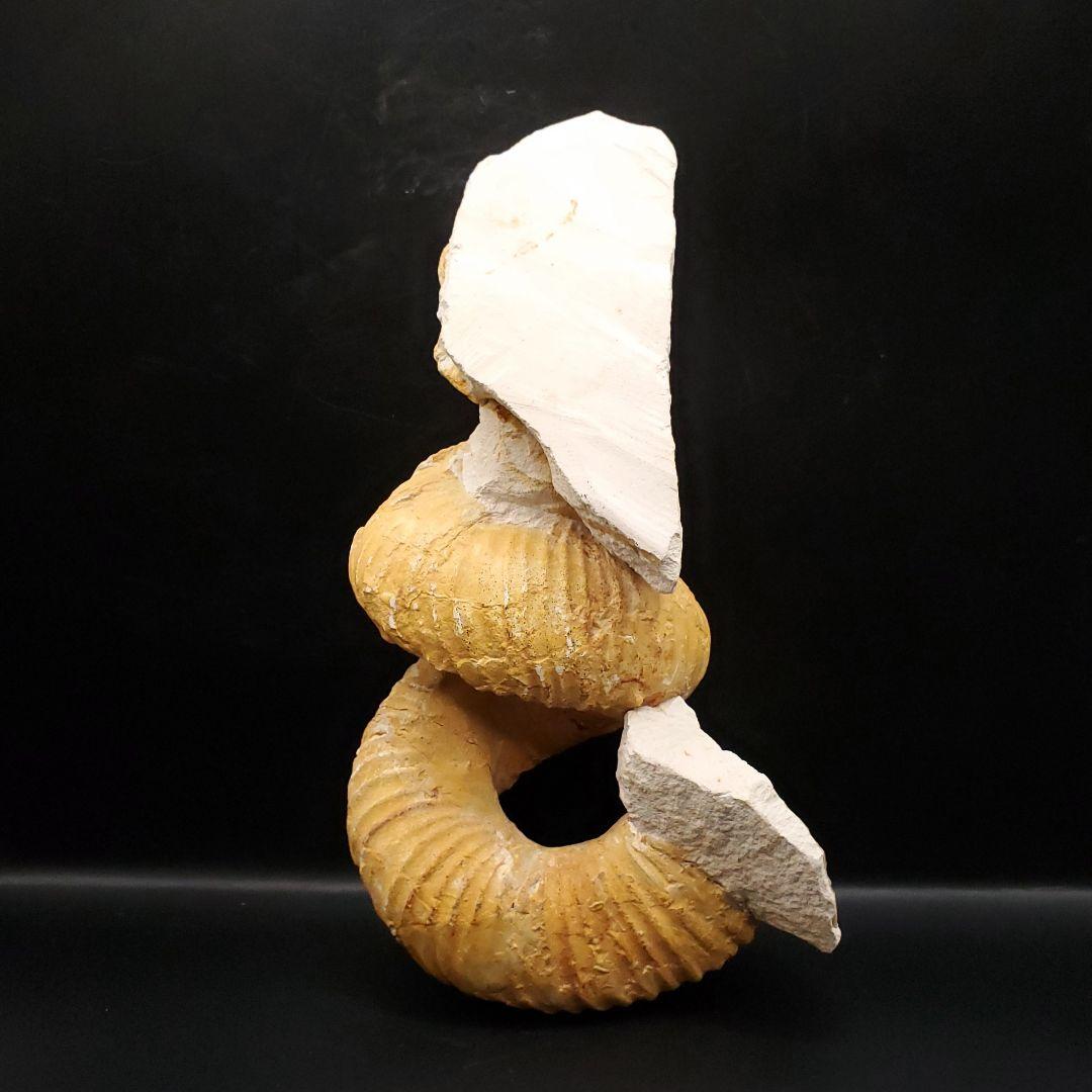 希少 異常巻き アンモナイト 化石 本物 フランス産 250mm fr34