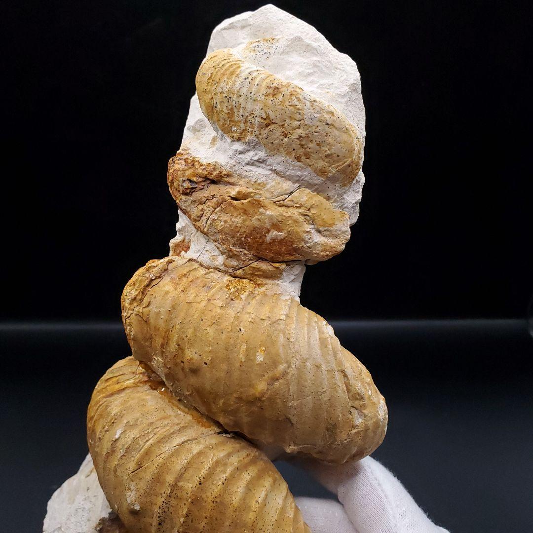 希少 異常巻き アンモナイト 化石 本物 フランス産 250mm fr34