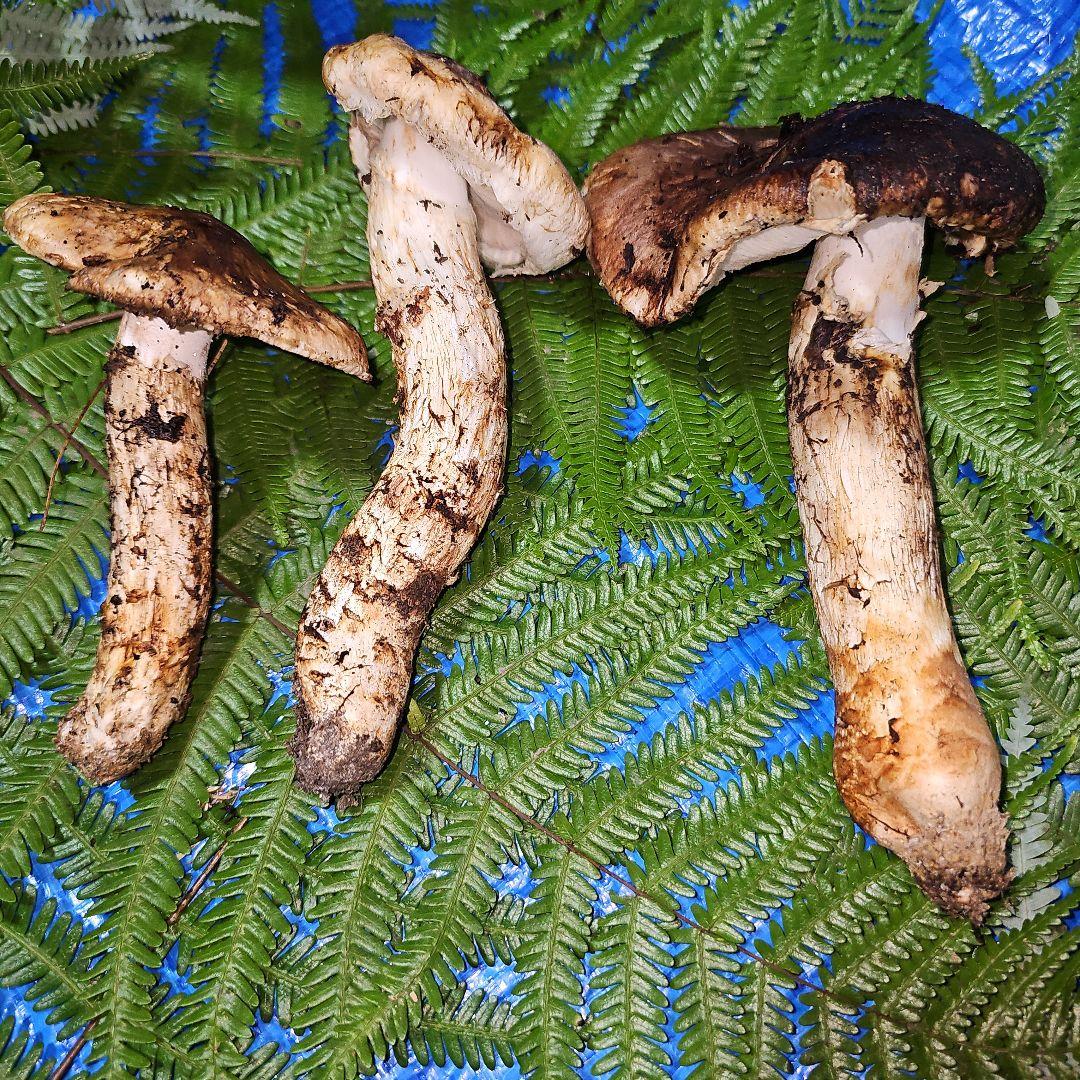 広島県産 松茸 233g