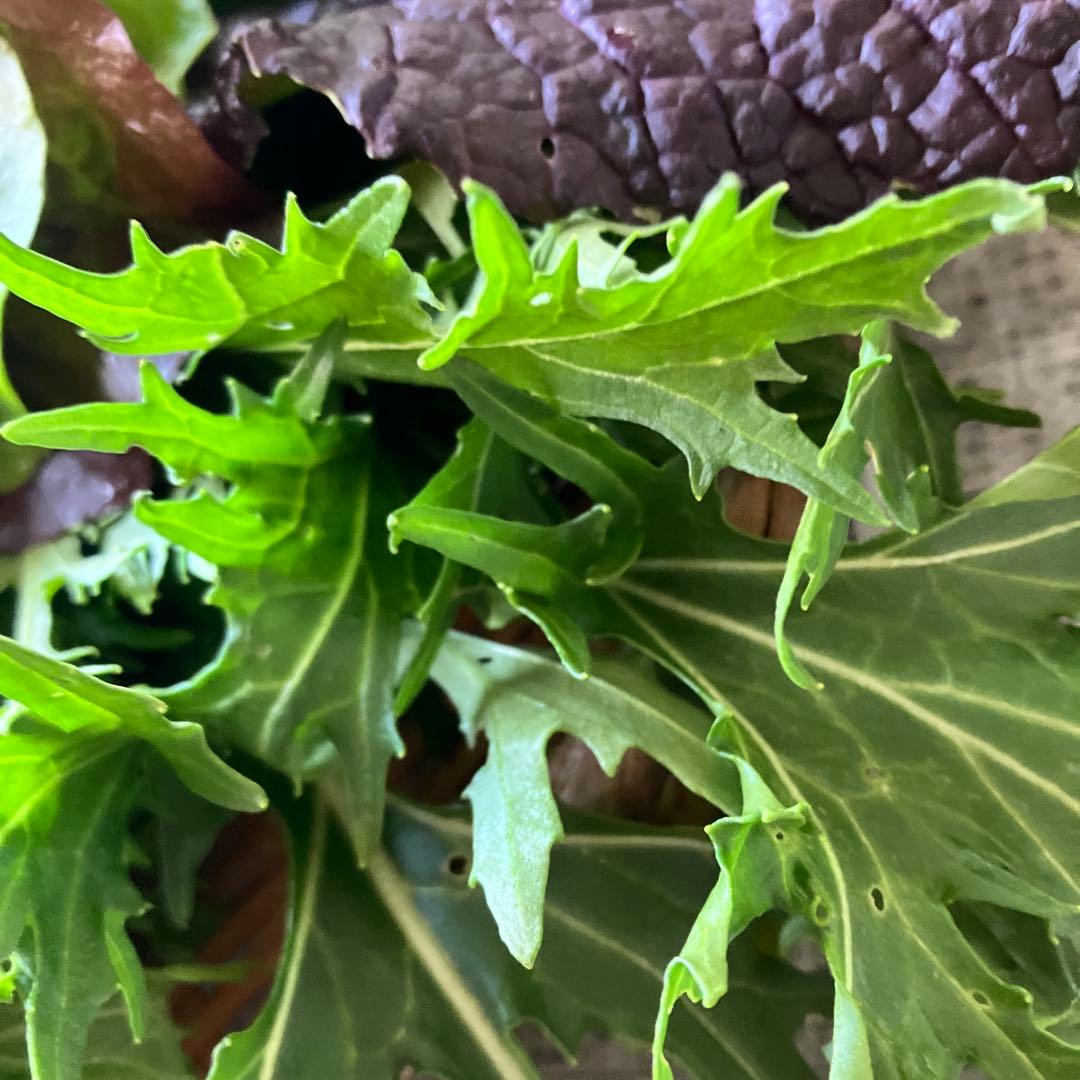 豊かな香り彩りの　restaurant salad