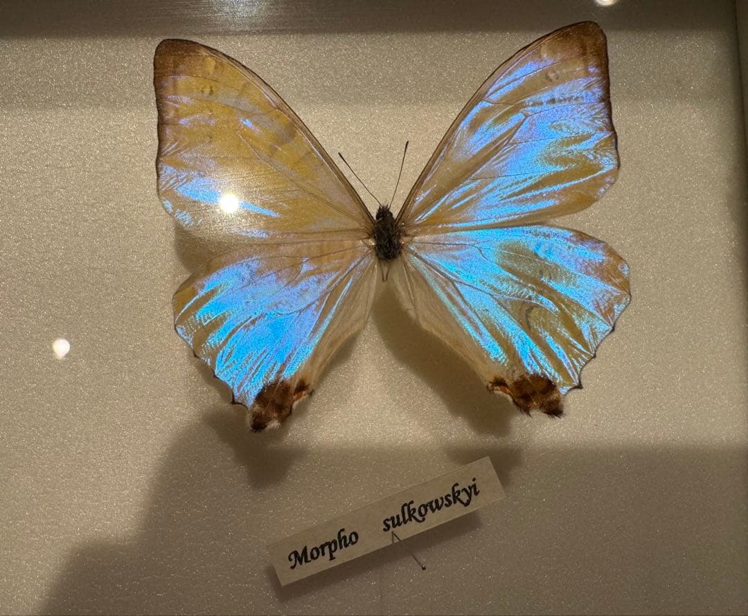 蝶の標本 多種類セット