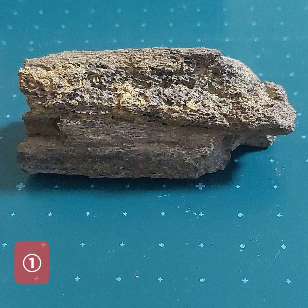 【未使用】カナダ　アルバータ州　恐竜　骨　化石　ティラノサウルス