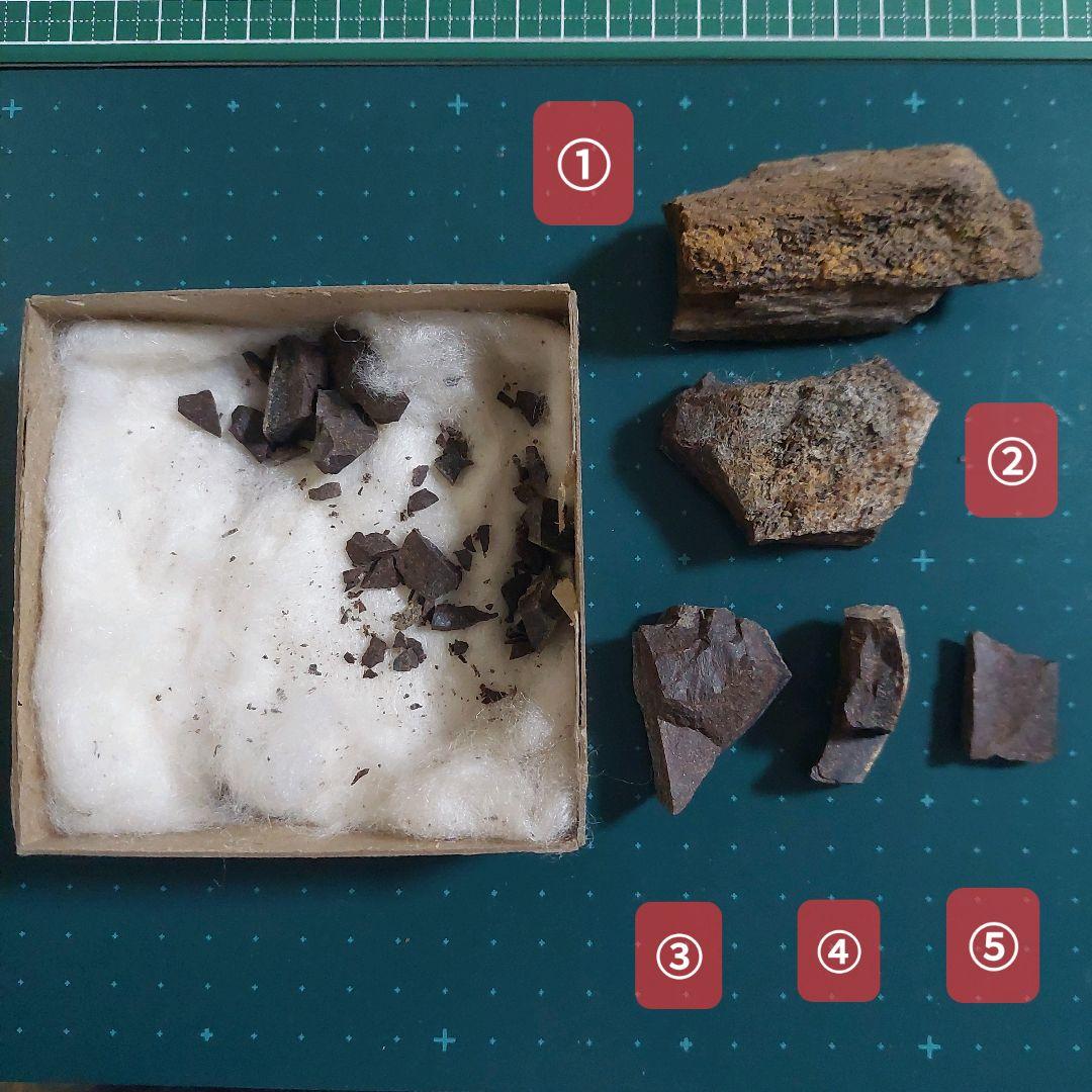 【未使用】カナダ　アルバータ州　恐竜　骨　化石　ティラノサウルス