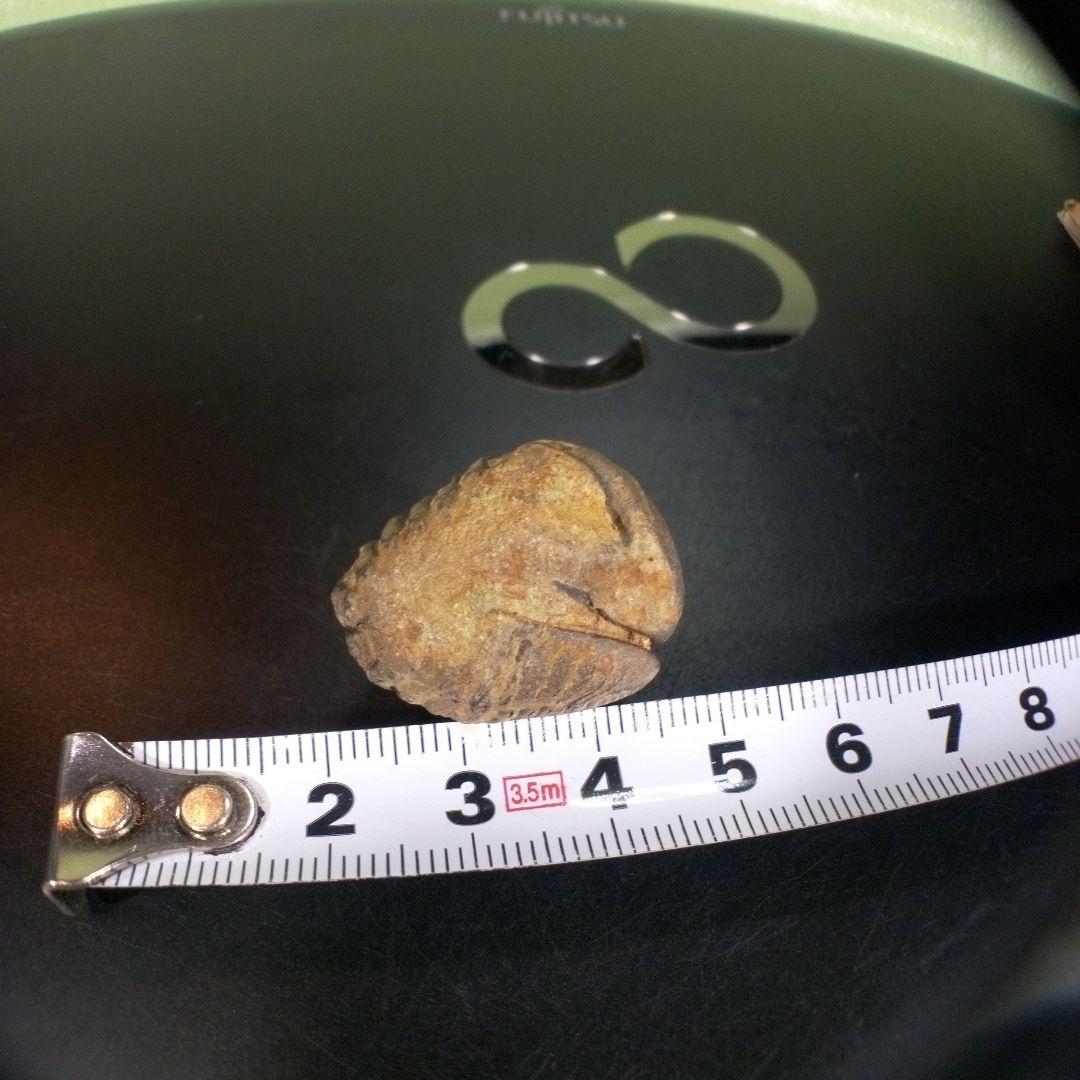 三葉虫　化石　fossil　ボリビア産　trilobite　Bolivia化石⑦