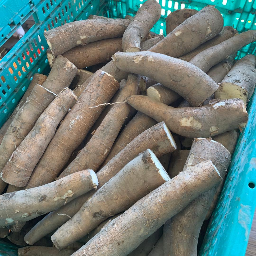 商品説明欄必読【訳アリ品SALE！】キャッサバ芋 20kg