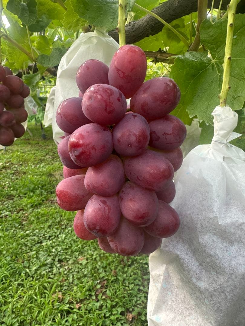 クイーンルージュ⭐︎箱別２キロ