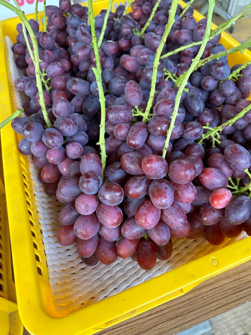 クイーンルージュ⭐︎箱別２キロ