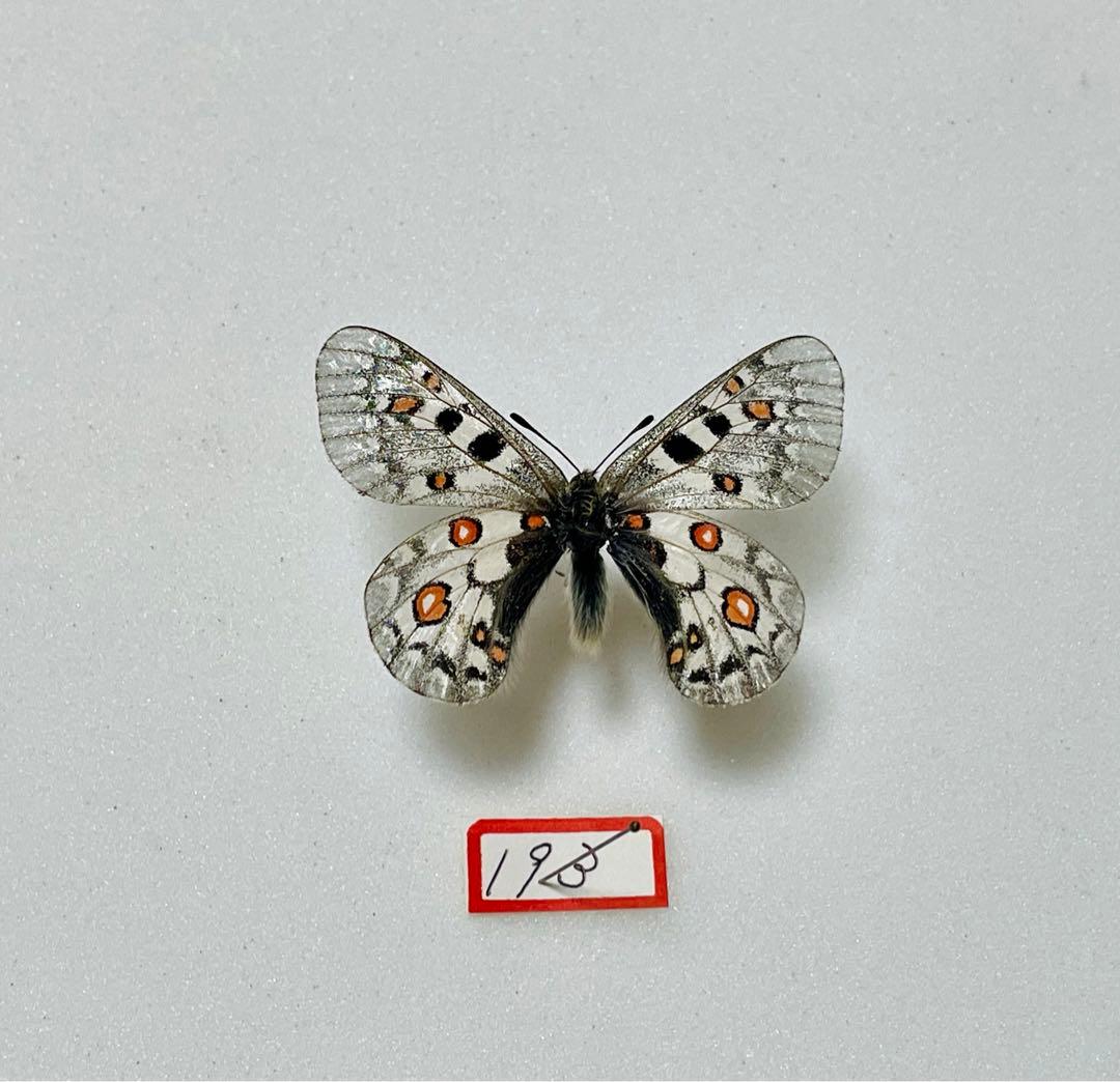 パルナシウス・ジャックエモンティー（1オス、インド産）