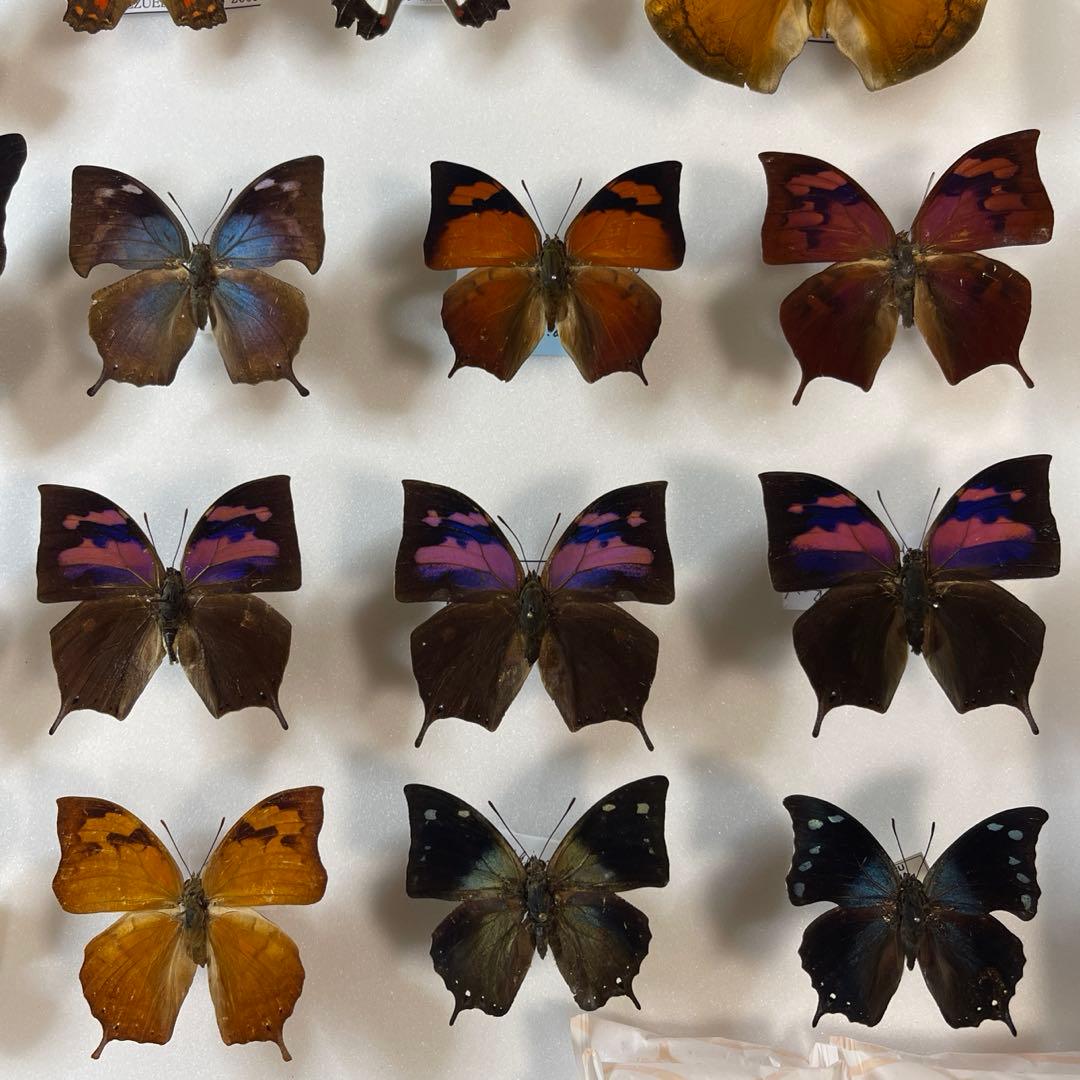 蝶の標本 30匹額装