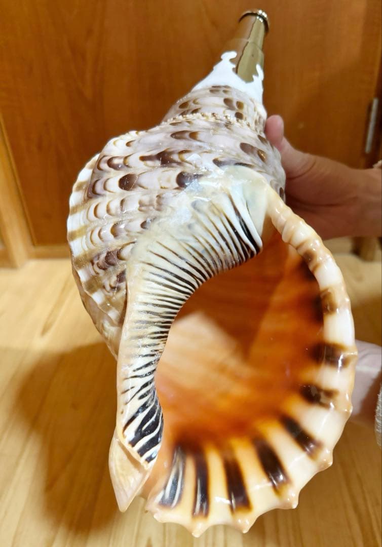 修験道法螺貝36㎝　山伏　密教　熊よけ　魔除け❣️ホラガイ　ほら貝