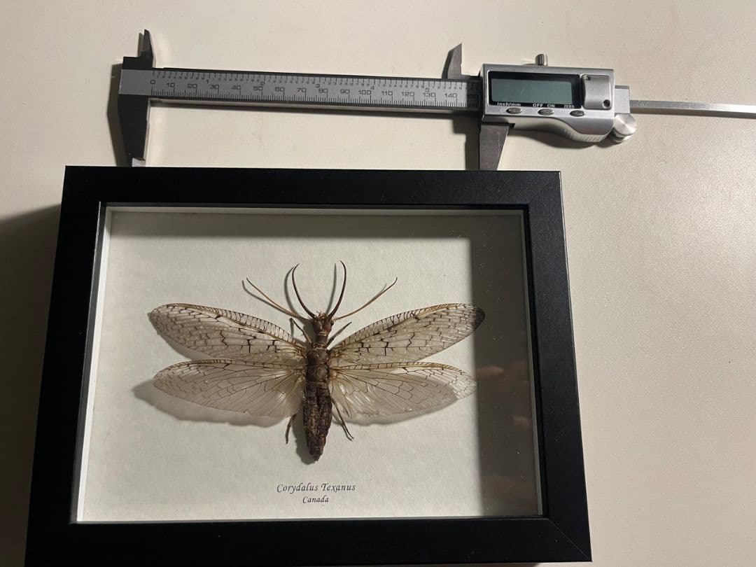 【蜻蛉希少種】オオアゴヘビトンボ ペルー産 奇蟲 タランチュラ ムカデ 標本