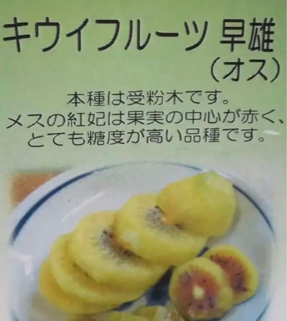 赤キウイフルーツ苗木セット