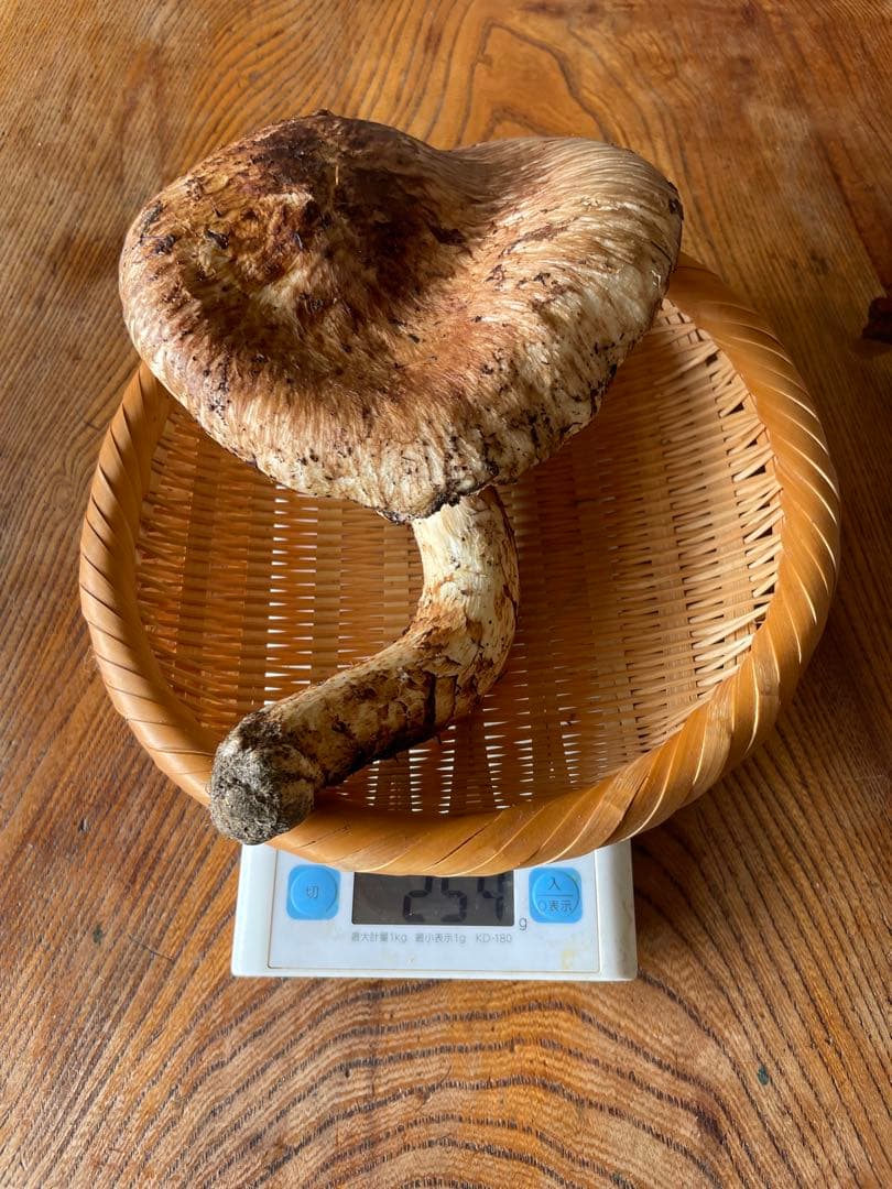 本日採れたて　お得‼️南信州松茸極上開き　ツボミ　ワレ　623g