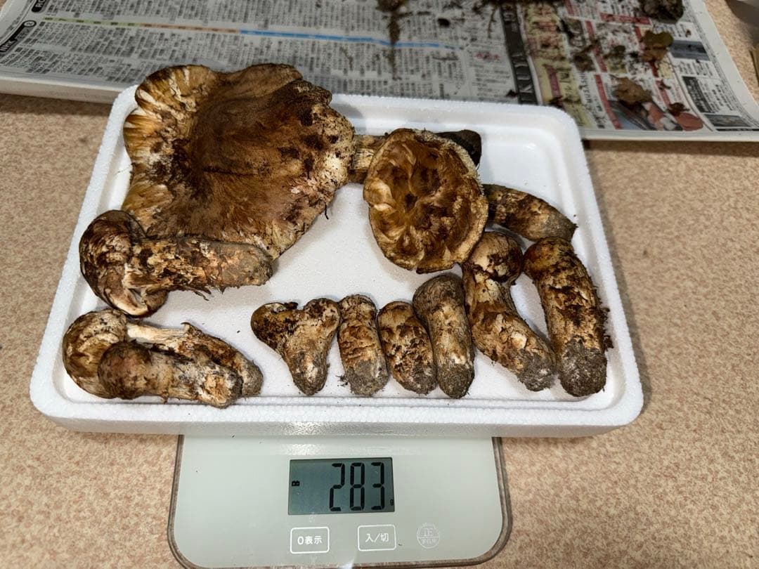 【11月12日午前7時まで】広島県産松茸　283グラム