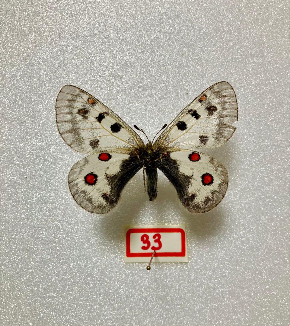 P.phoebus（1メス、アラスカ産）