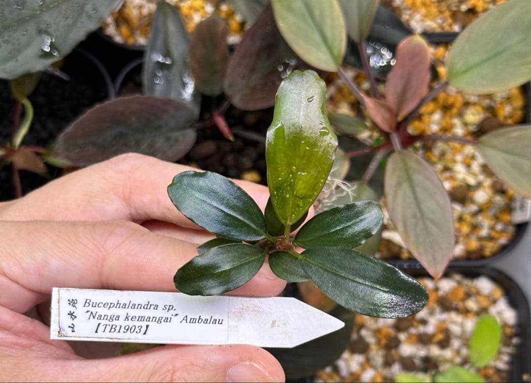 水草 Bucephalandra sp. \