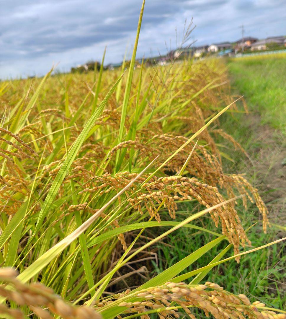農薬完全不使用/植物発酵肥料 コシヒカリ 白米10kg