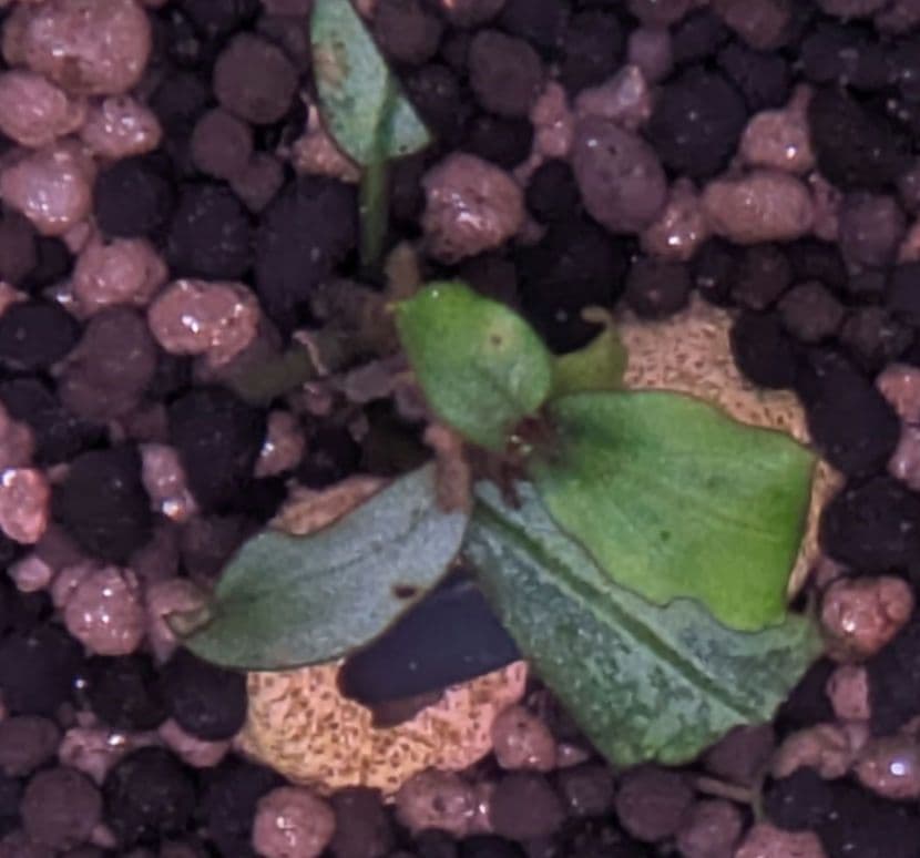 【銀葉の最上級】ブセファランドラspオーロラKN便　水中葉　コケ・スネールなし