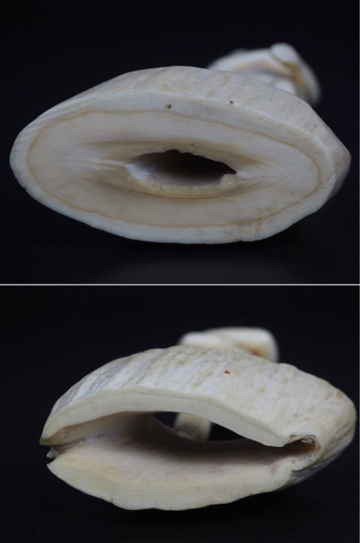 送料無料　レア物　マッコウクジラ　抹香鯨　鯨歯彫刻２体