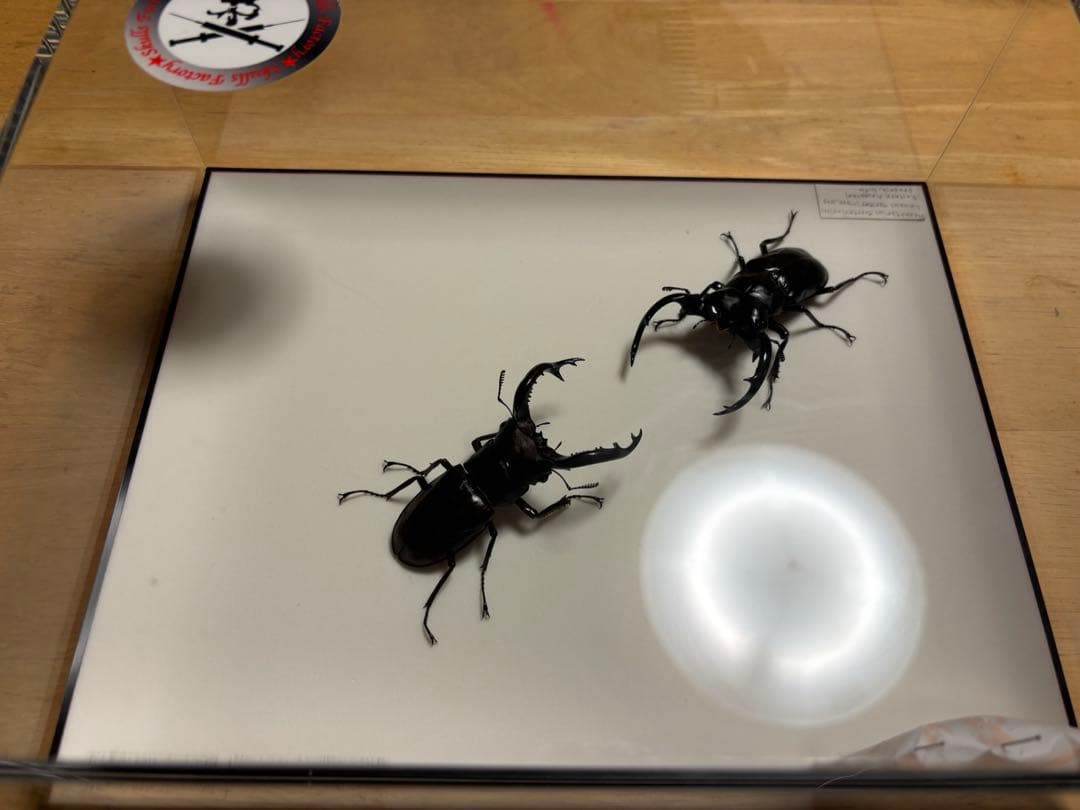 か*が様 ウエストウッドオオシカクワガタとフォルスターフタマタ〔ニシ〕の立体標本