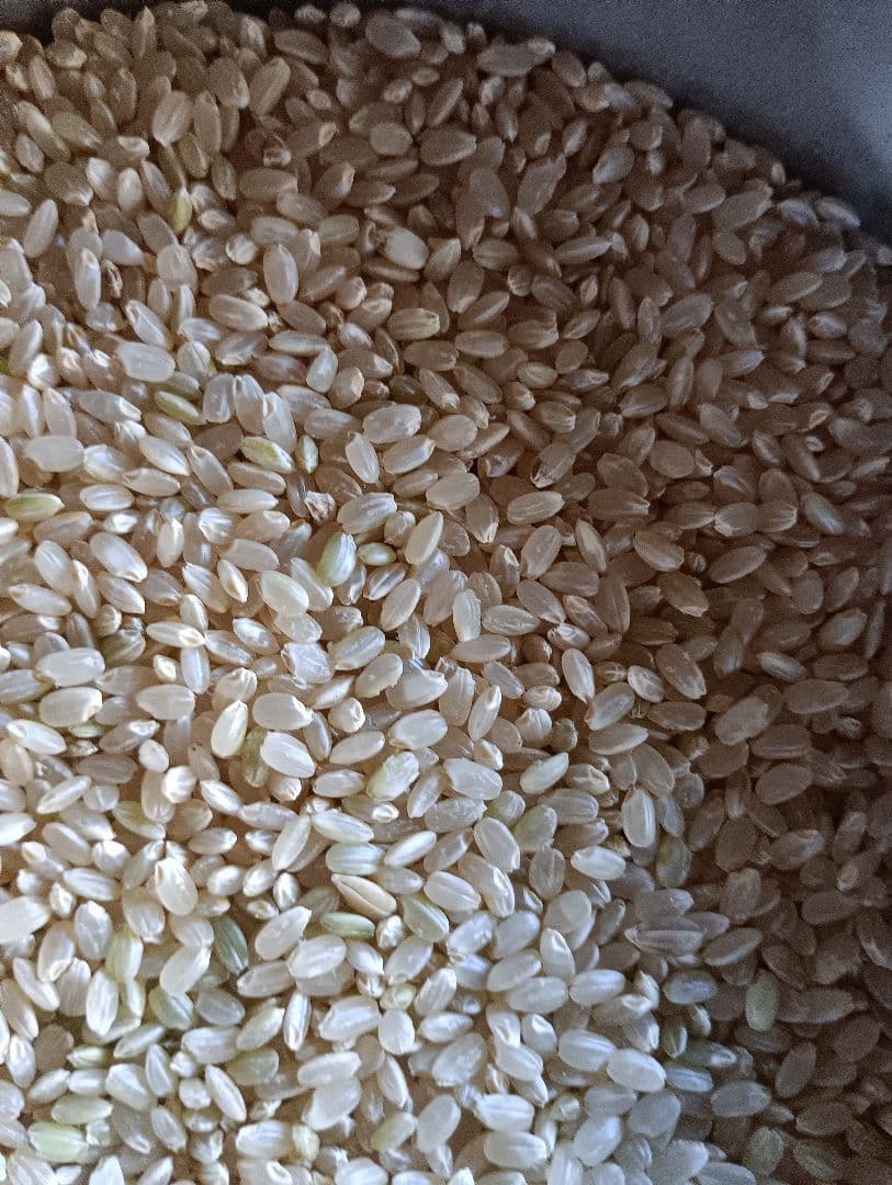 千葉県香取産 令和7年産コシヒカリ 20kg 玄米