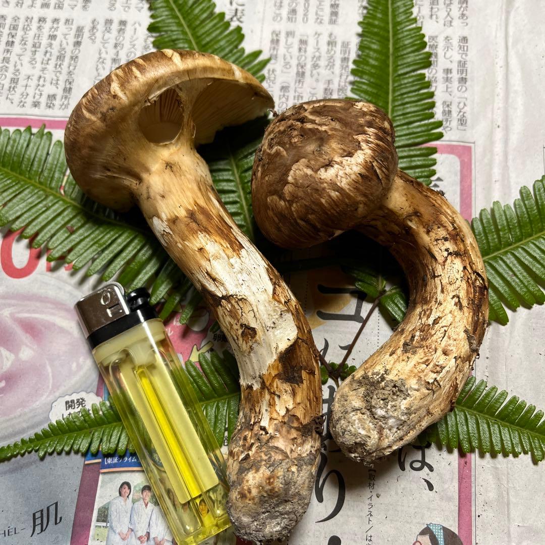 なおちゃん様確認用です！