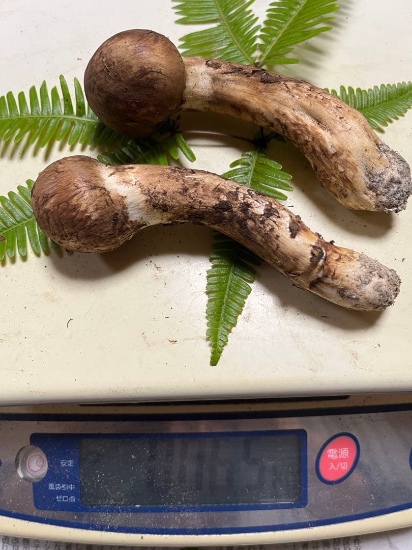 なおちゃん様確認用です！