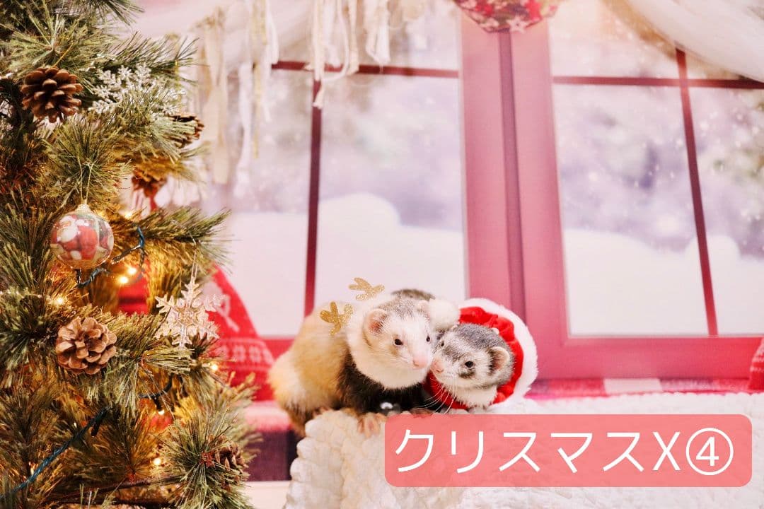 背景布【秋XA】サンプル80×120cm　ペット撮影用ブース　運動会　お月見