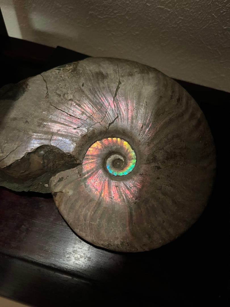 虹入りアンモナイト化石　大きめサイズ13.5cm アンモライト