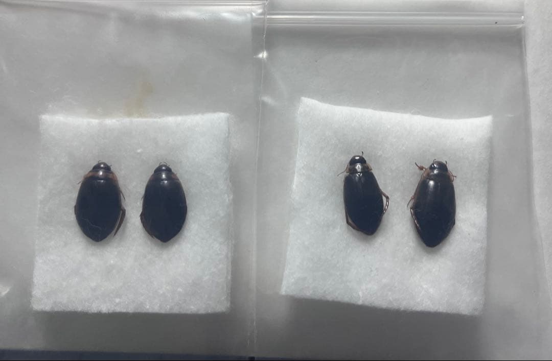 エゾヒラタヒメゲンゴロウ　カラフトマルガタゲンゴロウ