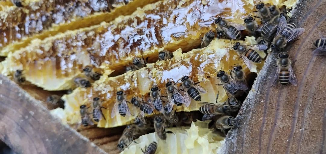 採れたて新鮮！日本蜜蜂の巣蜜